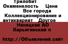 Трилобит Asaphus. Окаменелость. › Цена ­ 300 - Все города Коллекционирование и антиквариат » Другое   . Ненецкий АО,Харьягинский п.